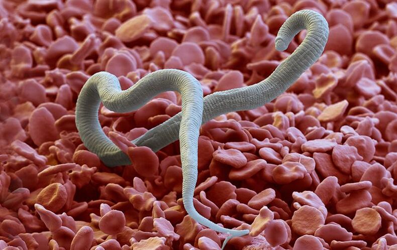 Dirofilaria - parazit, ktorý sa dostáva do kože bodnutím hmyzom