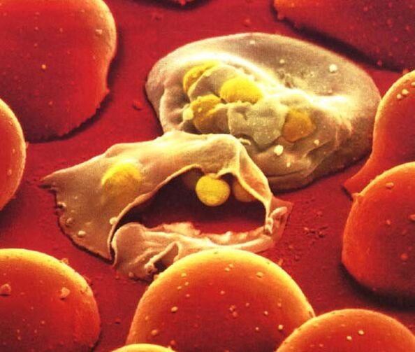 najjednoduchší parazit malárie plazmodium